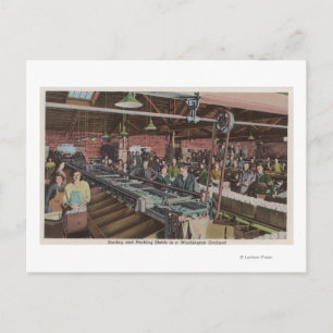 Sorting and Packing Factory & Workers (Interior) Postcard