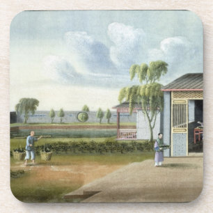 Sorting tea (w/c on paper) coaster