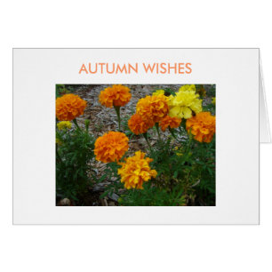 Soucis, souhaits d'automne
