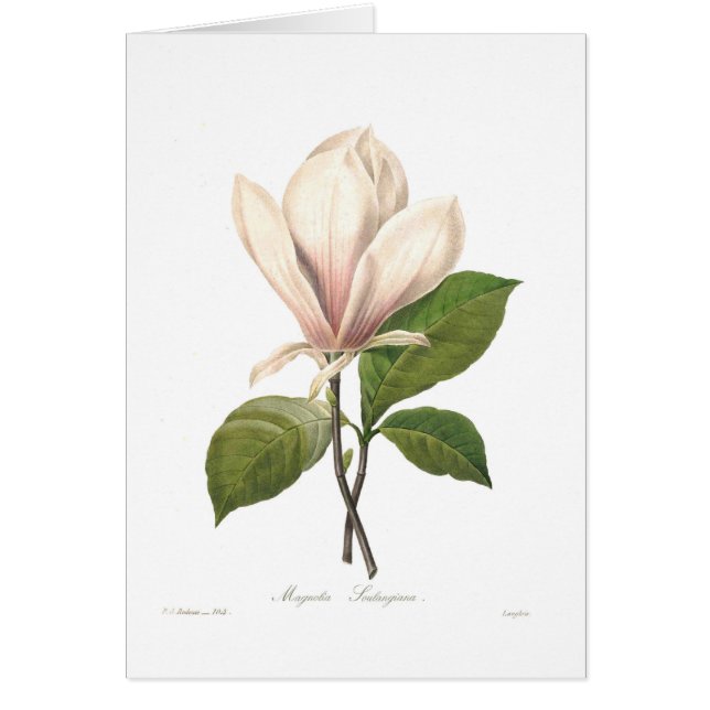 Soulangiana de magnolia (Devant)