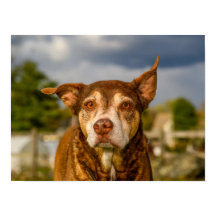 Soulful Brindle Dog Portrait
