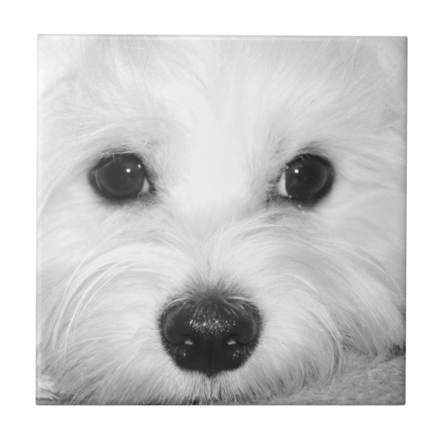 Soulful Gaze Maltese Dog’s Endearing Eyes Tile (Front)