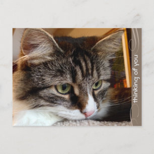 Soulful Siberian Penser de vous carte postale