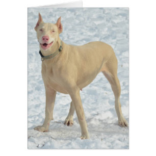 Souriant Blanc Doberman