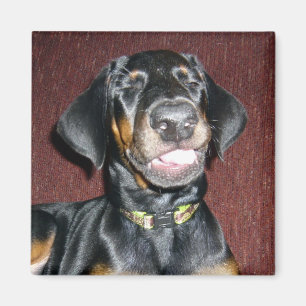 Souriant Doberman Pinscher Puppy Magnet