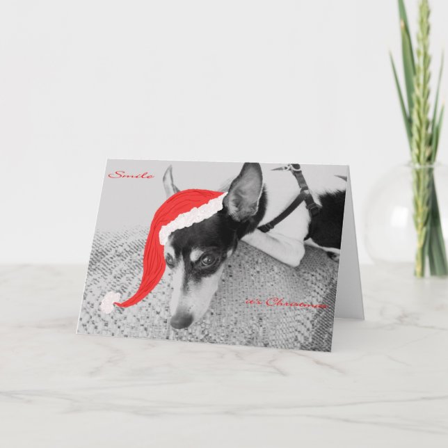 Souriez, c'est Noël, Carte avec Rat Terrier (Devant)