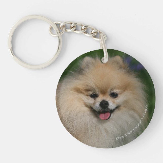 Sourire de Pomeranian (Devant)