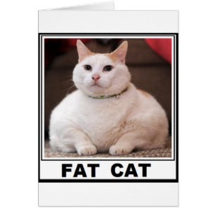 SOURIRE GRAS CAT