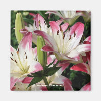 Sourire Lys Fleur Photographie Magnet