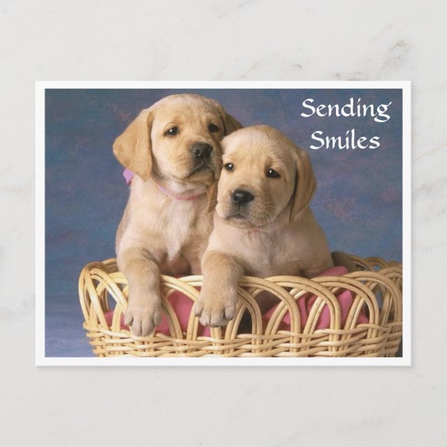 Sourires Bonjour Labrador Retriever Puppet carte p (Devant)