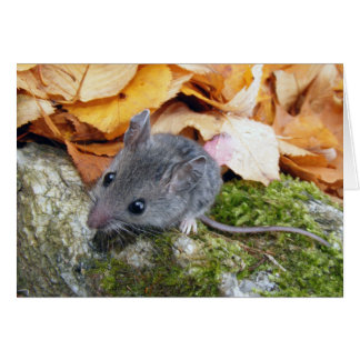 Souris de champ minuscule n° 2