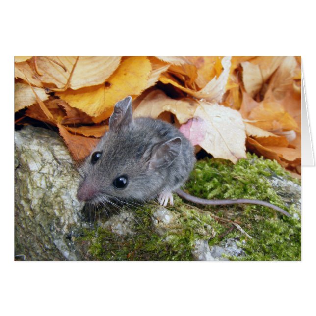 Souris de champ minuscule n° 2 (Devant Horizontal)