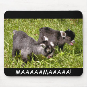 Souris Enfants pygméens de chèvre. MAAAAAMAAAAA ! tapis