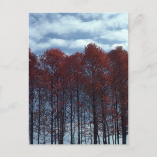 Sourwood Trees postcard