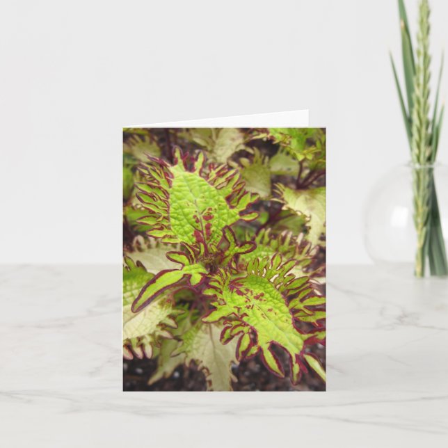 Sous La Carte Photos Pliées Sea Coleus (Devant)