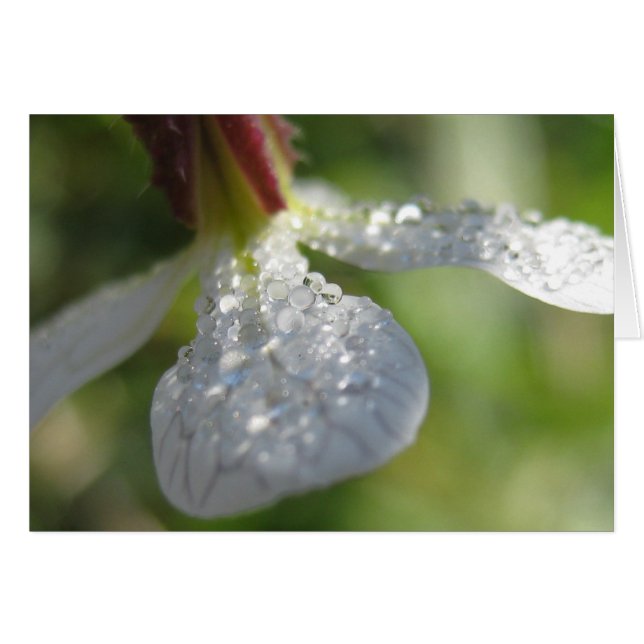 Sous ma carte parapluie (Devant horizontal)