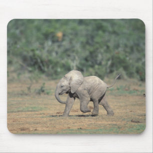 South Africa, Addo Elephant Nat'l Park. Baby Mouse Pad