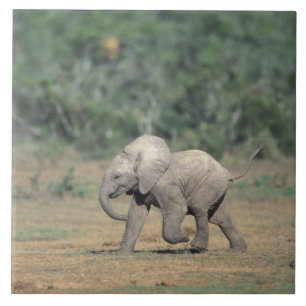 South Africa, Addo Elephant Nat'l Park. Baby Tile