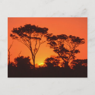 South Africa.  African sunset. Postcard