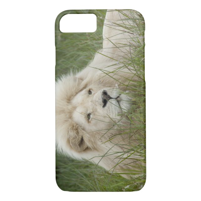 South Africa, East London, Inkwenkwezi Private Case-Mate iPhone Case (Back)