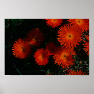 South Africa Green Orange Succulent Flowers Poster