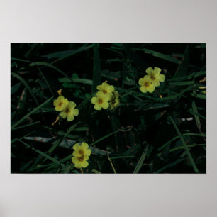 South Africa Green Yellow Indigenous Flowers Poster
