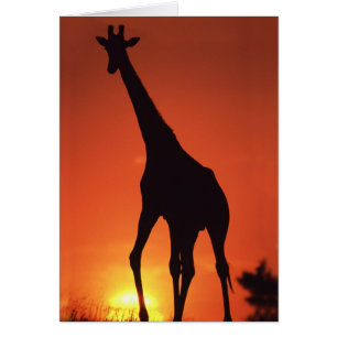 South Africa, Kruger NP.  Giraffe (Giraffa