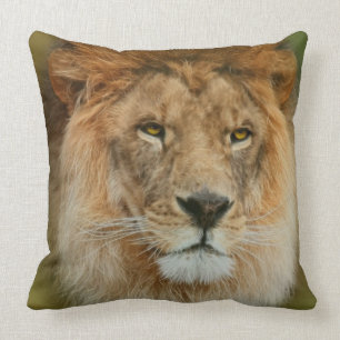 South Africa Majestic Lion Close up Throw Pillow