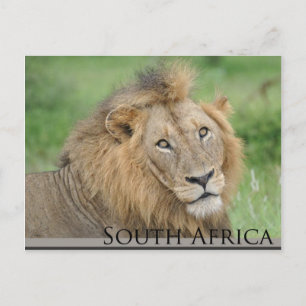 South Africa - male lion Postcard