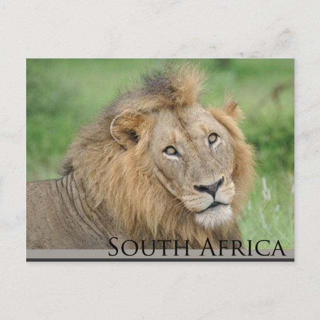South Africa - male lion Postcard (Front)