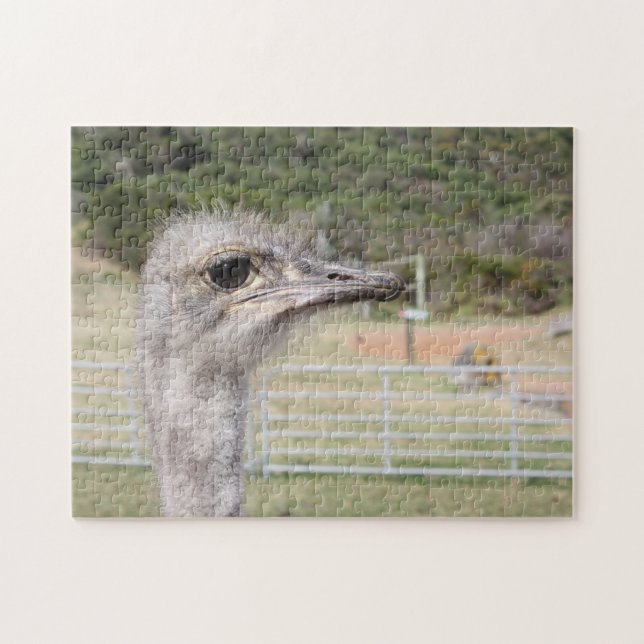 south Africa Ostrich Farm. Jigsaw Puzzle (Horizontal)