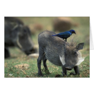 South Africa, Pilanesburg GR, Warthog