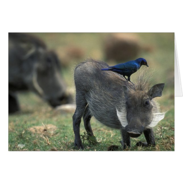 South Africa, Pilanesburg GR, Warthog (Front Horizontal)