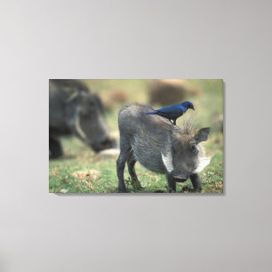 South Africa, Pilanesburg GR, Warthog Canvas Print