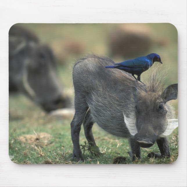 South Africa, Pilanesburg GR, Warthog Mouse Pad (Front)