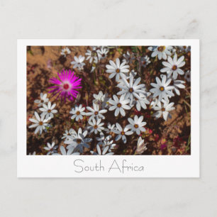 South Africa Velddrif West Coast Wild Flowers Postcard