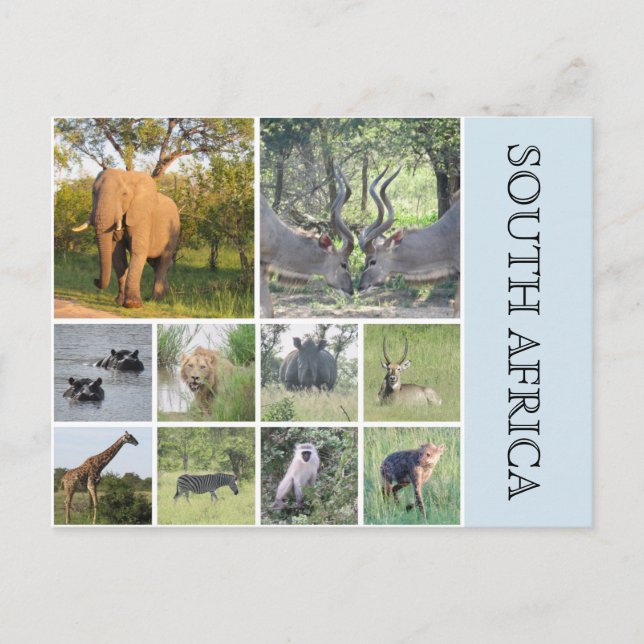 south african animals postcard (Front)