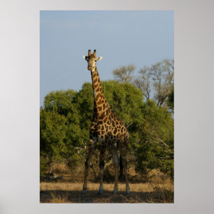 South African Giraffe Poster
