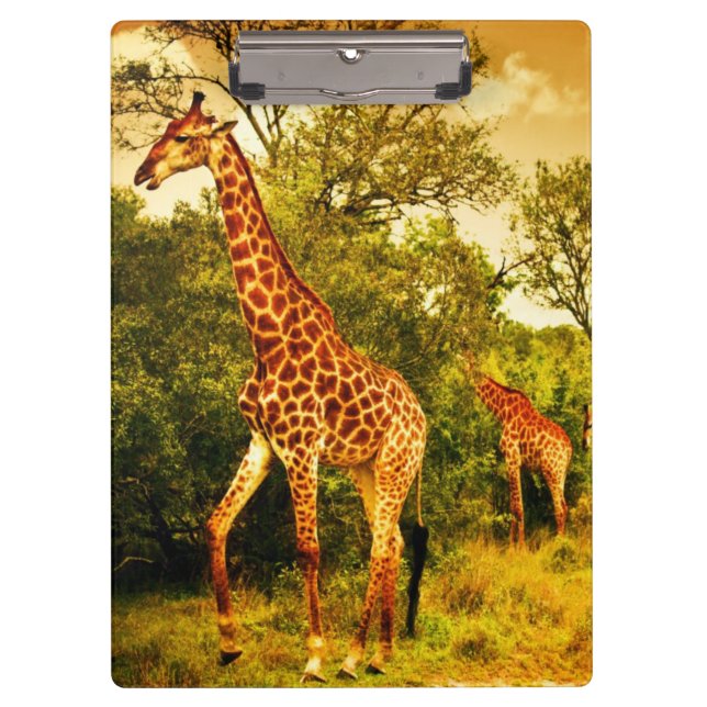 South African giraffes Clipboard (Front)