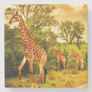South African giraffes Stone Coaster