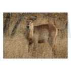 South African Impala