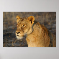 South African Lion
