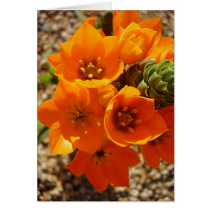 South African Orange Star