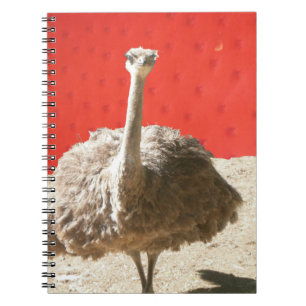 South African Ostrich Notebook