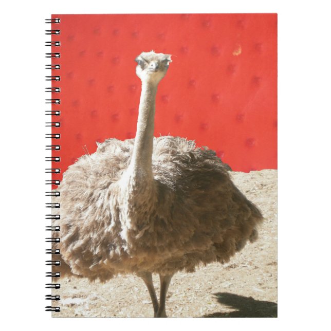 South African Ostrich Notebook (Front)