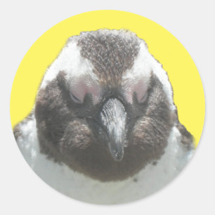South African Penguin Face Sticker