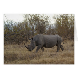 South African Rhinoceros