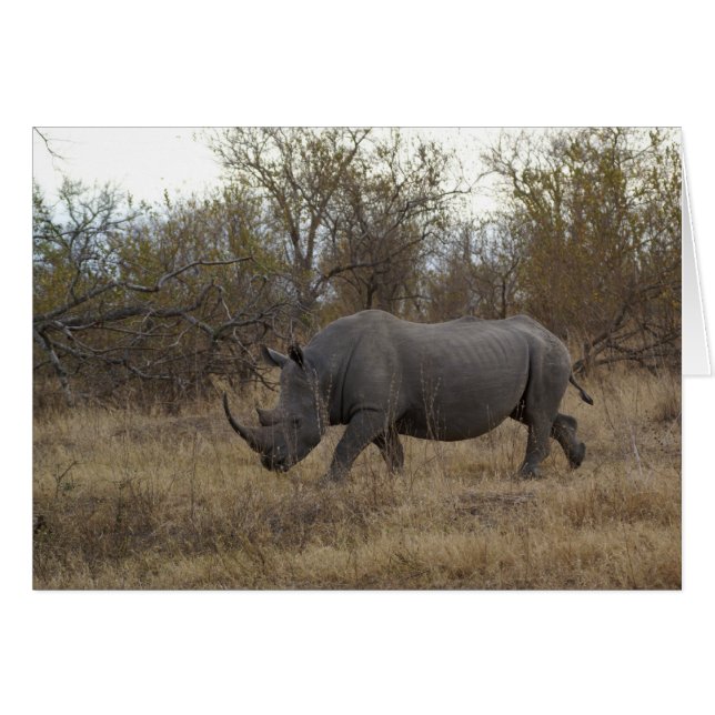 South African Rhinoceros (Front Horizontal)