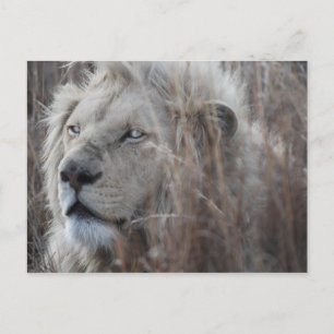 South African White Lion close up Postcard