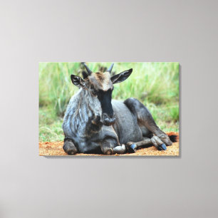 South African Wildebeest Canvas Print